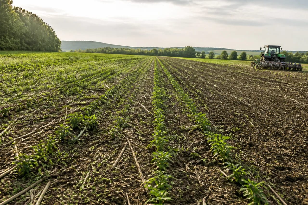 Ana Vîrsta explică metodele care păstrează apa în sol pentru agricultura rezistentă la secetă