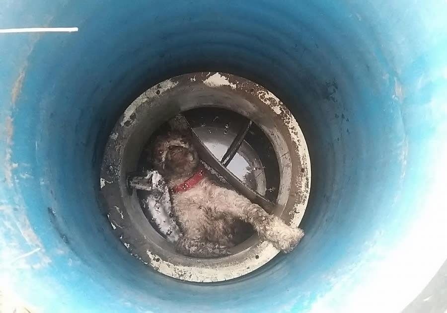 Pompierii din Chistag au salvat un câine dintr-un canal descoperit