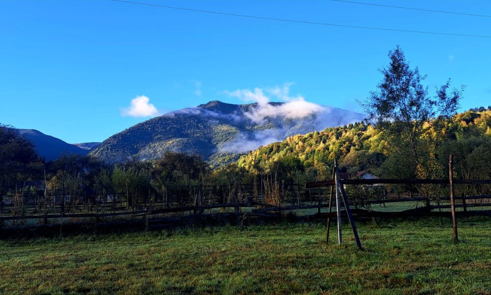 copac doborât peste bărbat în pădure, incident tragic în Maramureș copac doborât peste bărbat în pădure, incident tragic în Maramureș