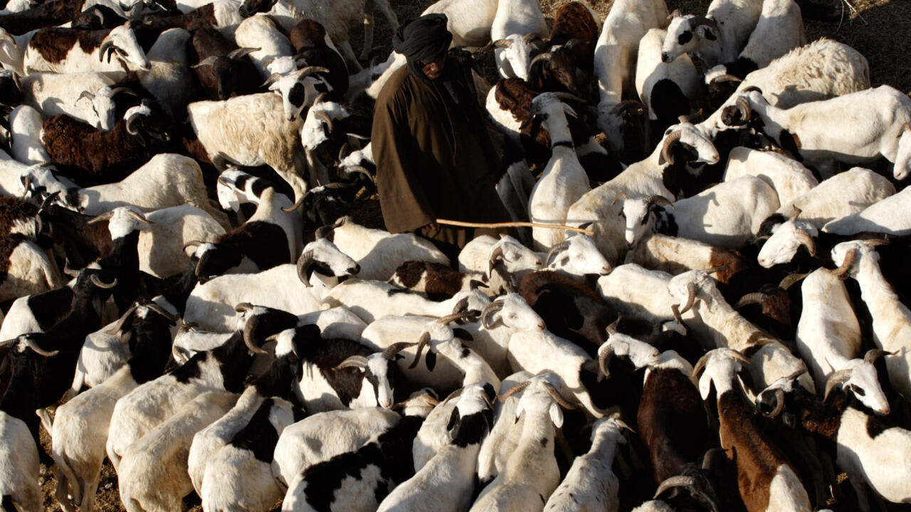ovine în fermă, vaccinare animal ovine în fermă, vaccinare animal