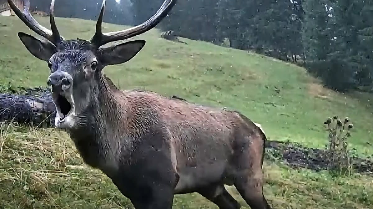 Salvamont Suceava avertizează turiștii: zgomotele cerbilor în rut nu necesită apel la 112