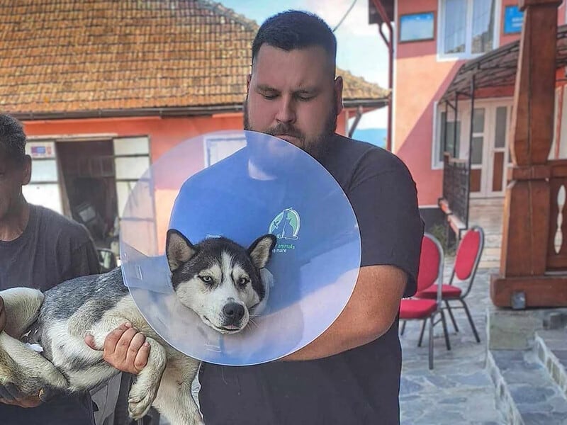 Campanie de sterilizări în Coaș pe 26 septembrie, organizată de Fight for Animals