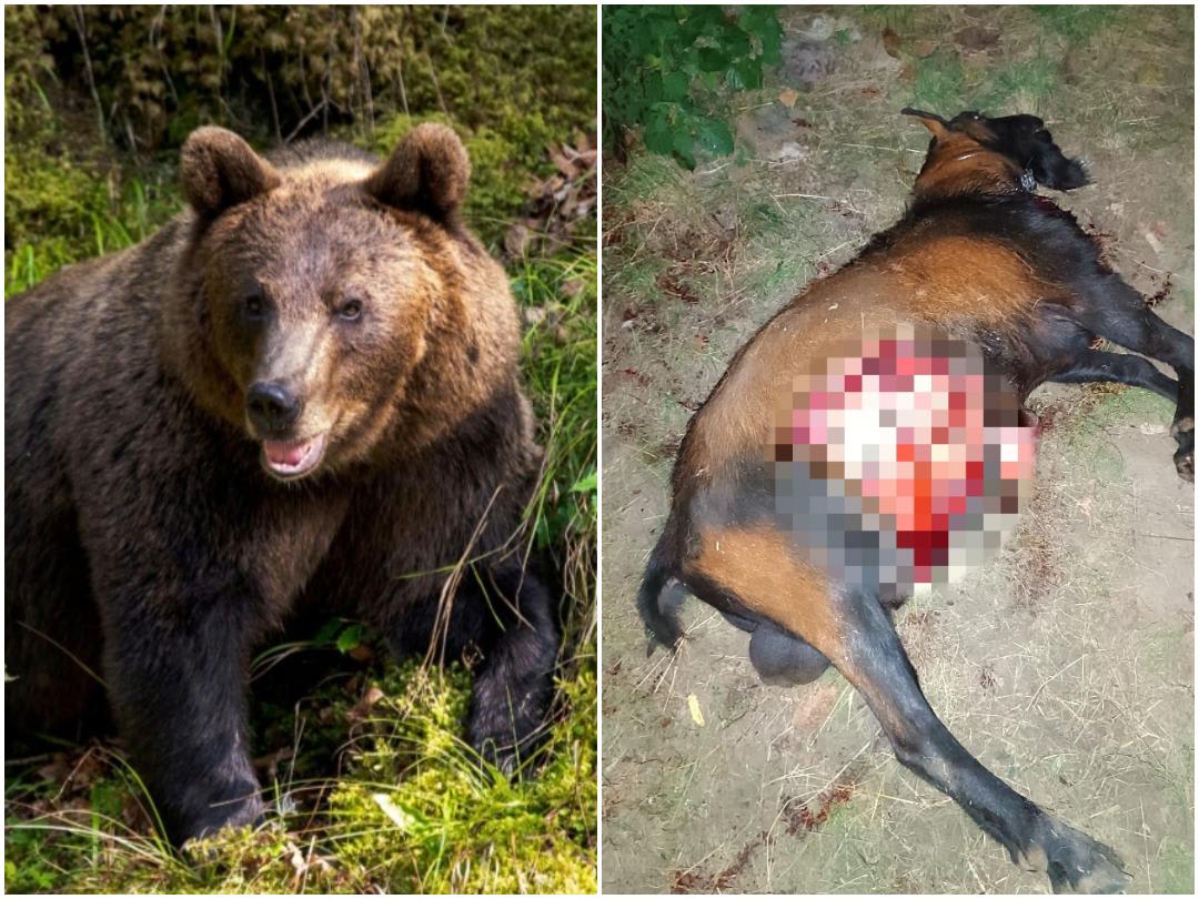 Urșii au intrat în gospodăriile din Dălhăuți, localnicii solicită ajutorul autorităților