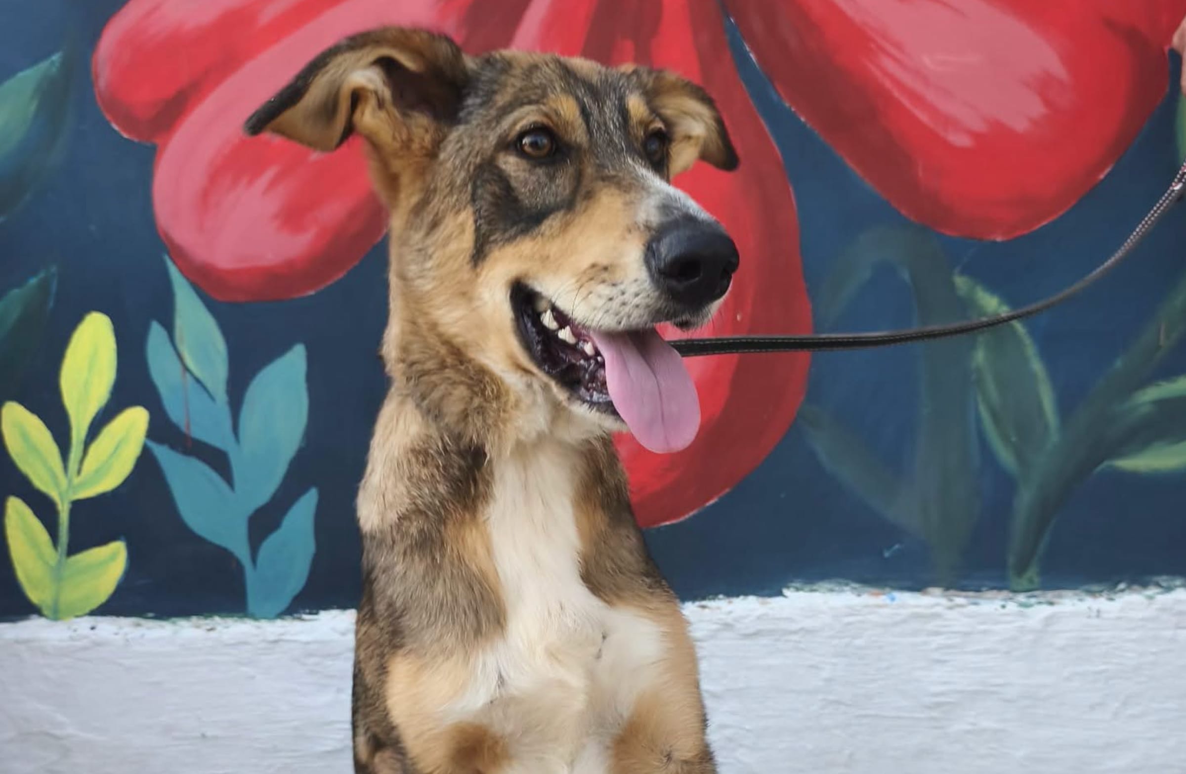 Stella, cățelușa de 7 luni, așteaptă adopția la ASPA Bragadiru