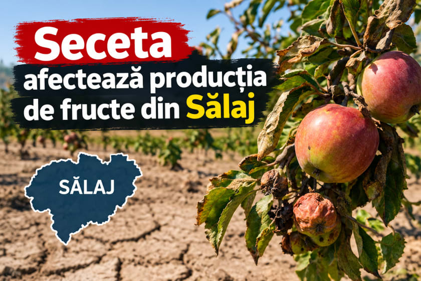livezi afectate de secetă în Sălaj, fructe mici și uscate livezi afectate de secetă în Sălaj, fructe mici și uscate