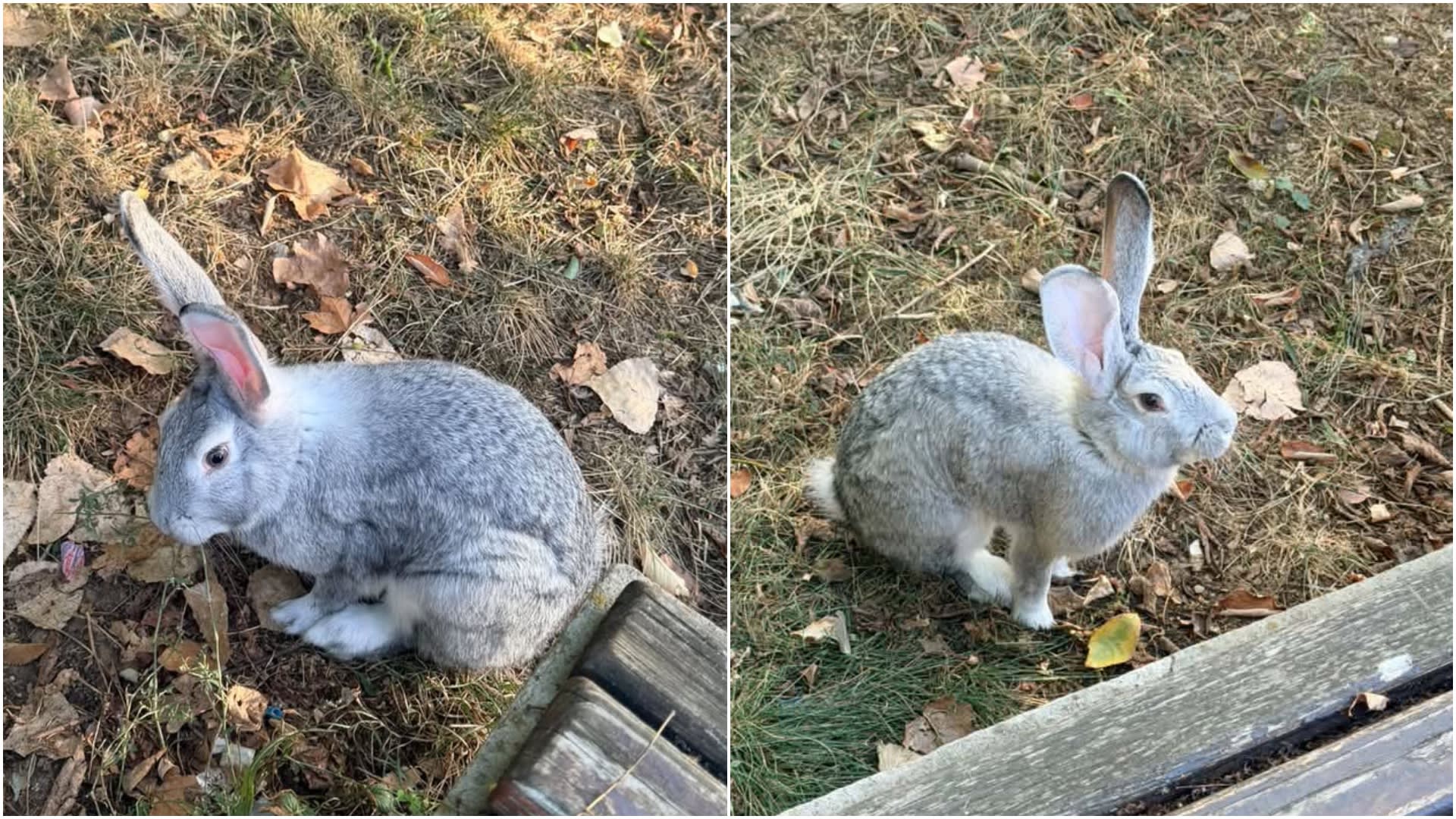 Un iepuraș rătăcit în Parcul Floreasca, bucureștenii încearcă să-l salveze