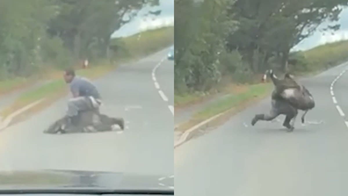 O pasăre Emu evadată a lovit un bărbat pe stradă în Devon