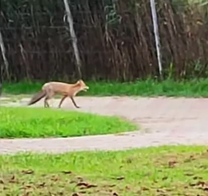 Vulpe plimbându-se pe aleile din Parcul Măgura, Târgu Ocna Vulpe plimbându-se pe aleile din Parcul Măgura, Târgu Ocna