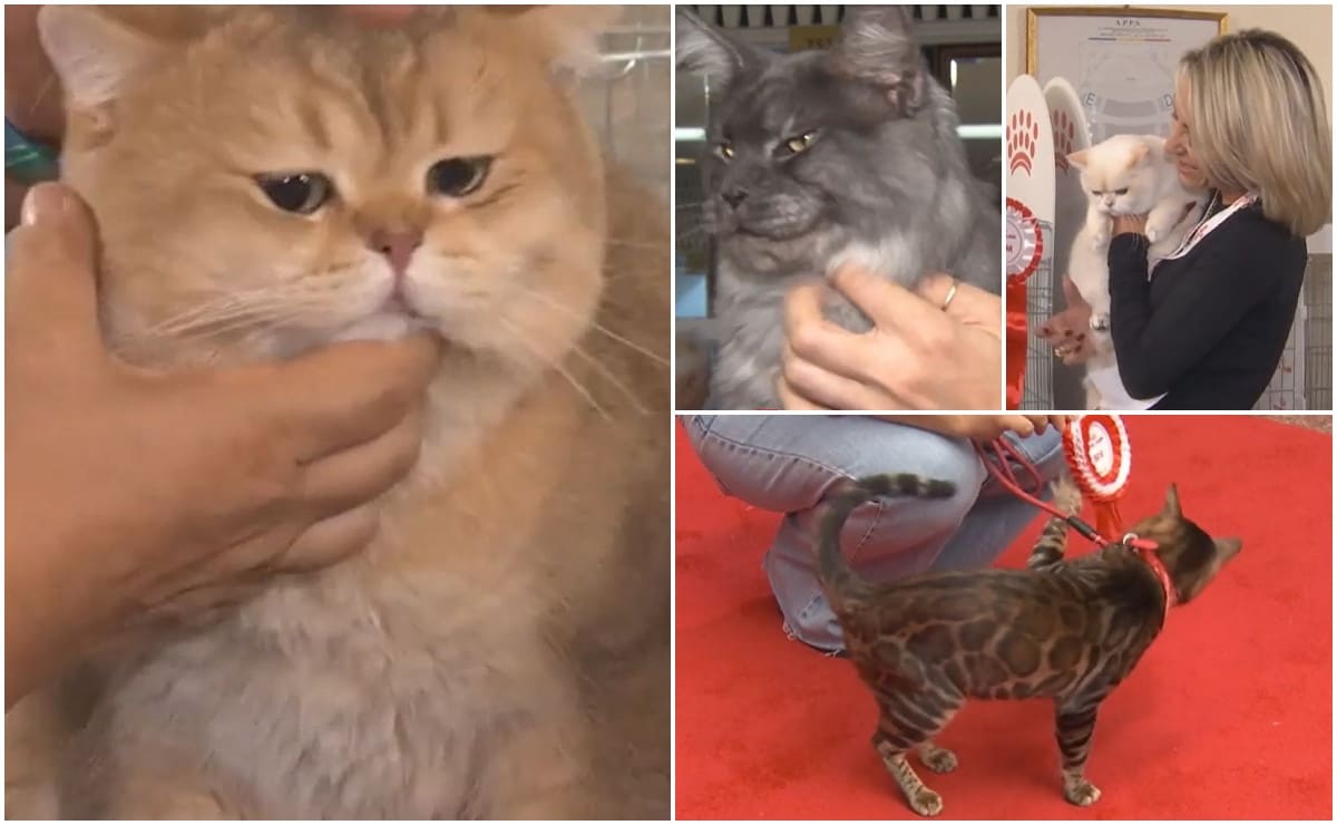 Sute de pisici participă la Oscarul Felin, unele costând peste 1.000 de euro