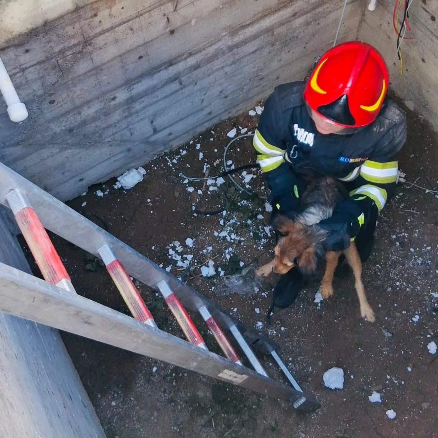 pompieri salvând o pisică din fântână și un câine din fosă septică pompieri salvând o pisică din fântână și un câine din fosă septică