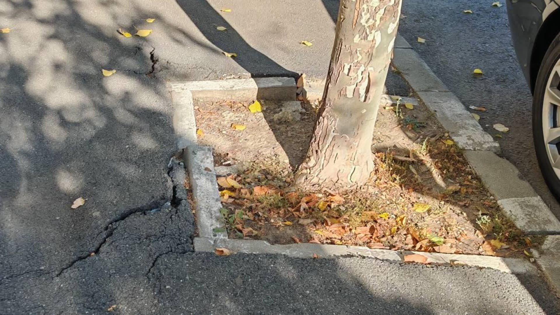 Copacii din Sectorul 1 cresc sub asfalt, rădăcinile crăpând trotuarele