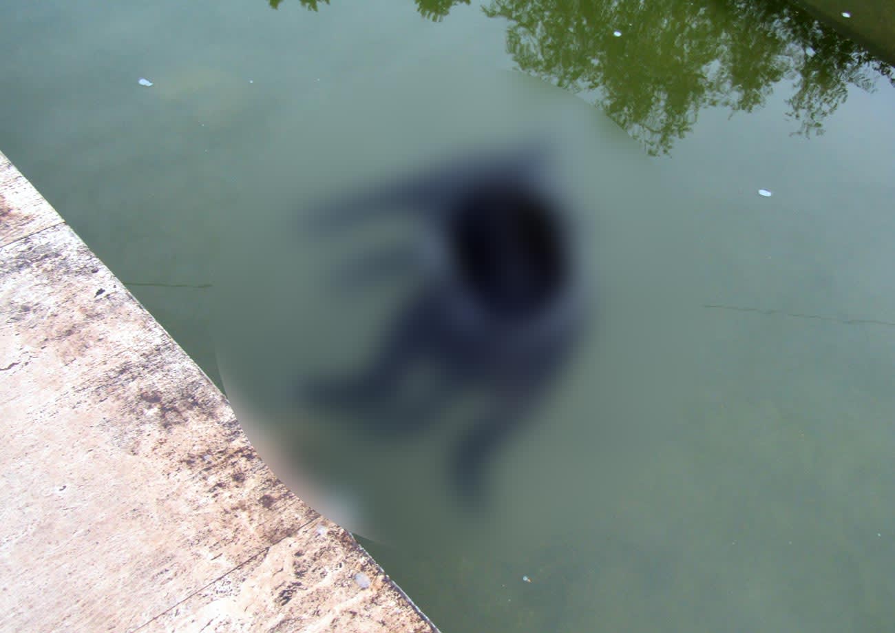 Cadavru de câine găsit în bazinul fântânii arteziene de pe Esplanadă