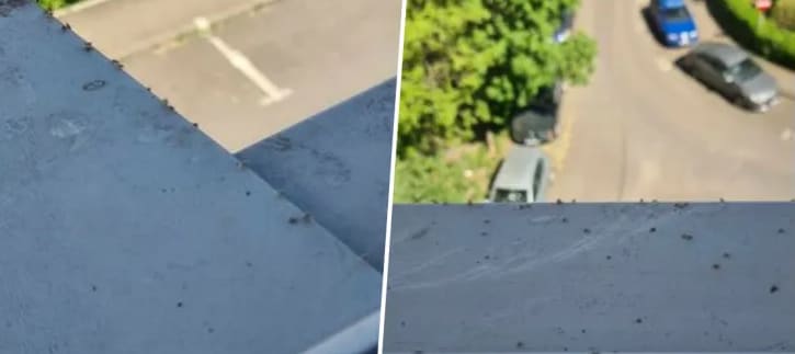 bloc social din Cluj-Napoca cu infestare de ploșnițe bloc social din Cluj-Napoca cu infestare de ploșnițe