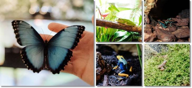 broscuțe și fluturi tropicali în expoziție broscuțe și fluturi tropicali în expoziție