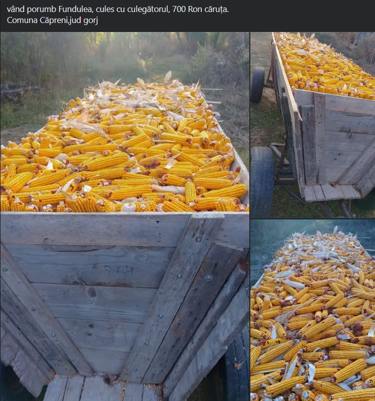 Producția de porumb din Gorj ajunge la 4.800 kg/ha în 2026, fermierii încep vânzările