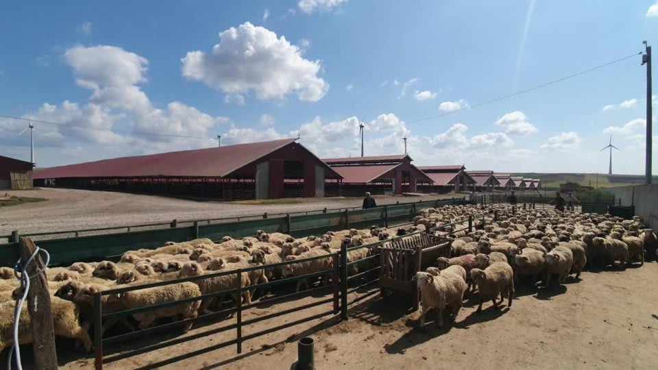 Blocarea exporturilor de ovine a cauzat pierderi mari fermierilor din Sălaj