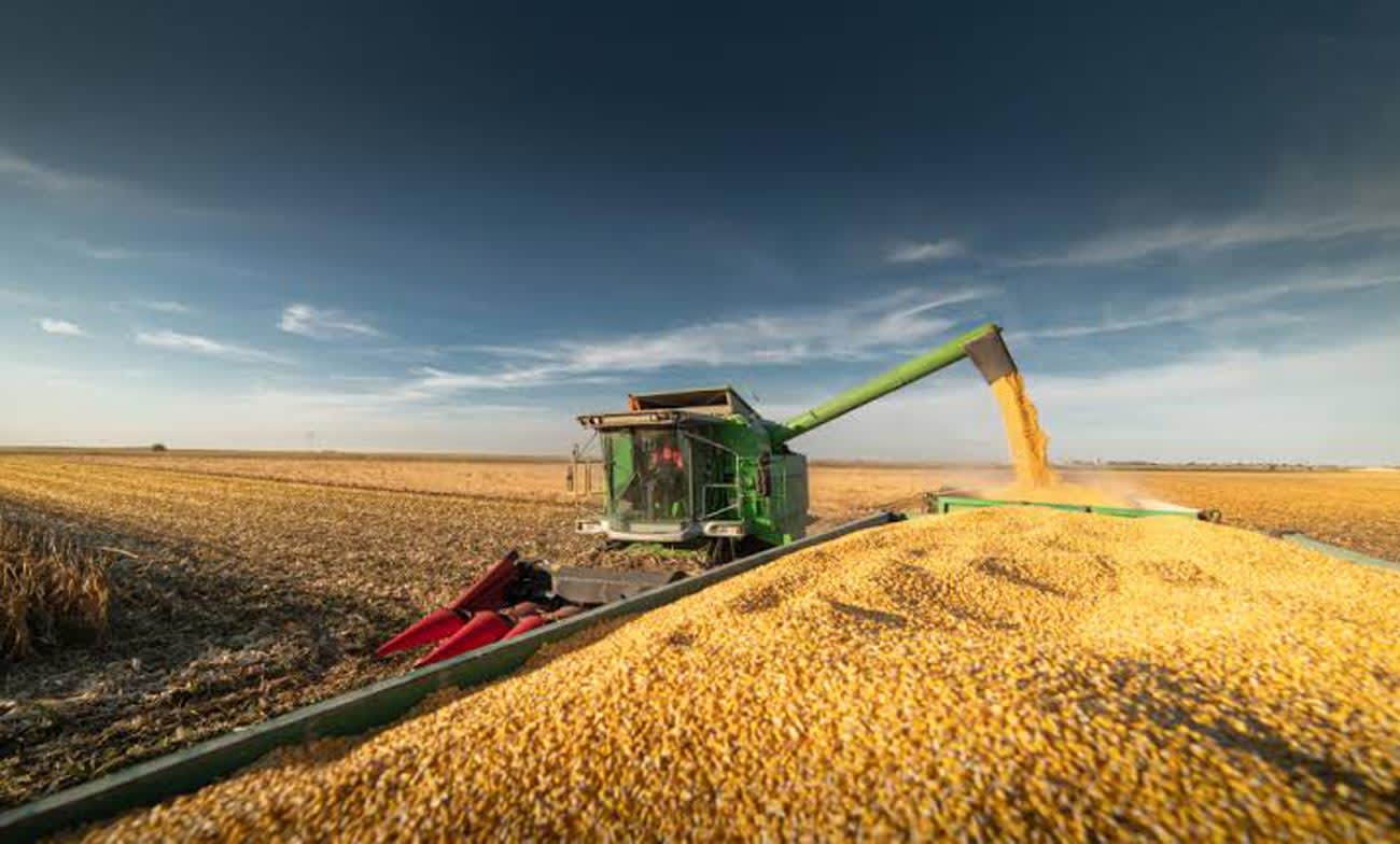 Brăila încheie sezonul agricol cu recolte bune și ploi în timp util