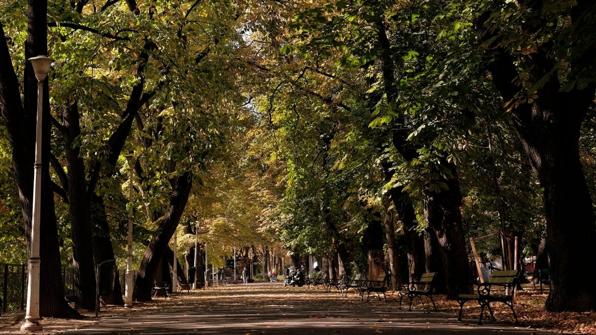 colectare deșeuri vegetale în cartierele din Oradea colectare deșeuri vegetale în cartierele din Oradea