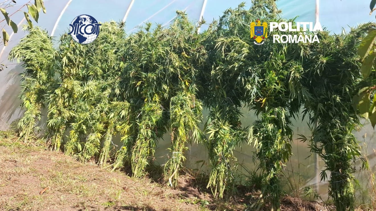 Sepsiszentgyörgyön egy 62 éves férfi termesztett kannabiszt és volt őrizetben