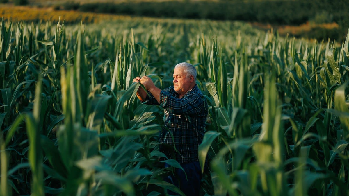 gândac asiatic multicolor pe frunze gândac asiatic multicolor pe frunze