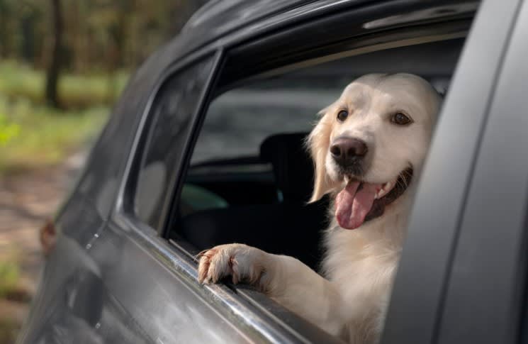 animal de companie în mașină, siguranță, recomandări poliție animal de companie în mașină, siguranță, recomandări poliție