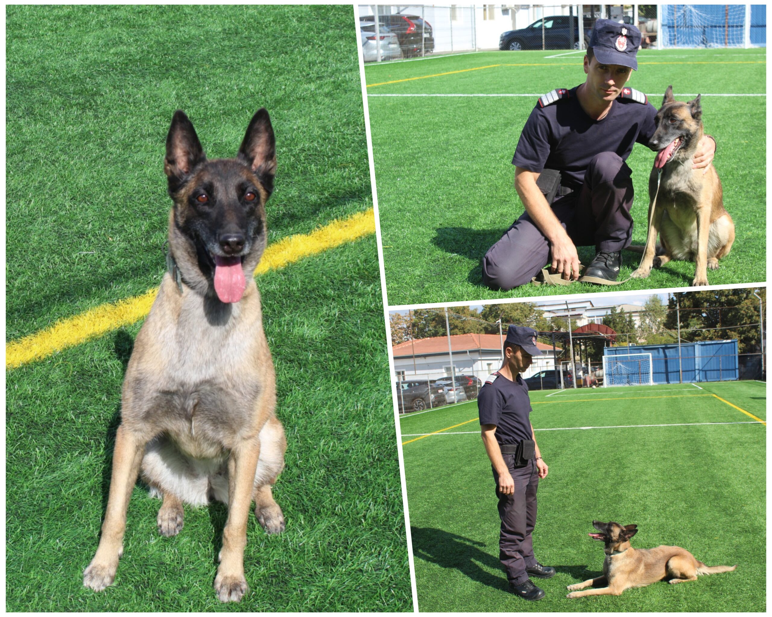 Câine de căutare-salvare Luna în acțiune, echipament de intervenție Câine de căutare-salvare Luna în acțiune, echipament de intervenție