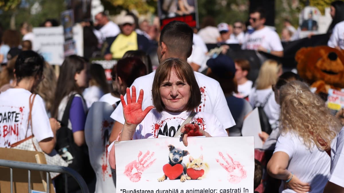 Protest masiv la București: peste 70 de ONG-uri cer protecția animalelor fără stăpân și sălbatice