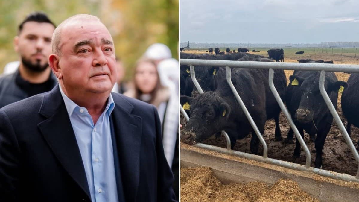 Ferma Black Angus a lui Gigi Nețoiu, amendată din nou cu 40.000 de lei pentru nerespectarea măsurilor legale