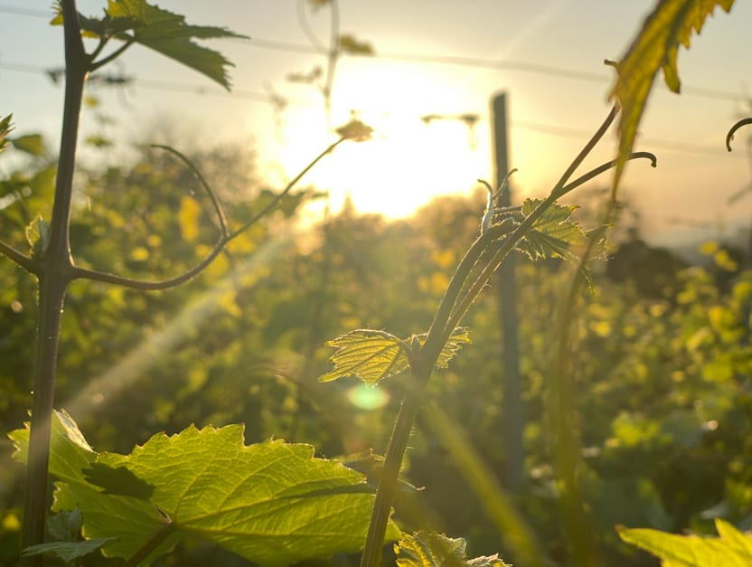 Vinul românesc de mâine, creat de tinerii oenologi cu potențial