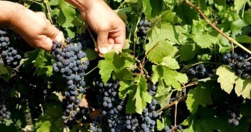 viticultori cu struguri și poliță de asigurare