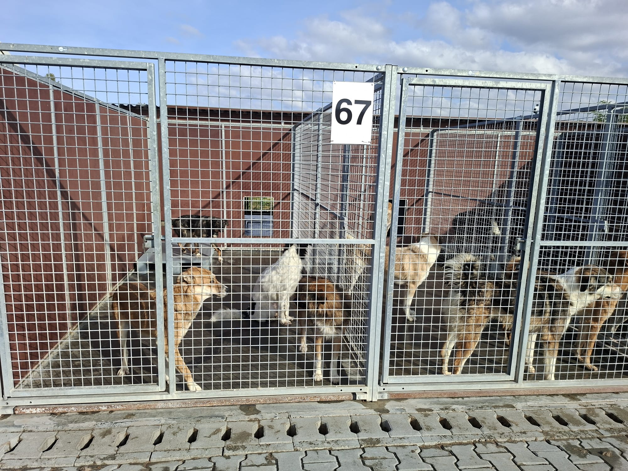 Brașov: Condiții îmbunătățite la Adăpostul pentru Animale din Triaj