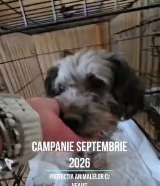 Câini sterilizați și microcipați în Neamț