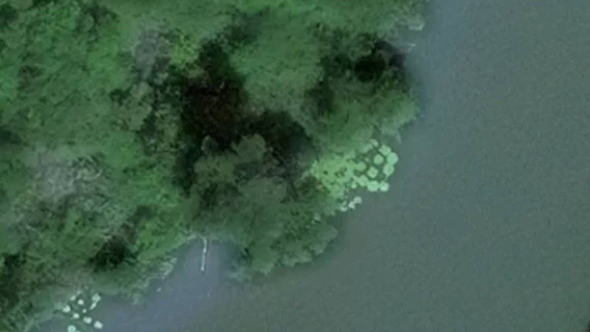 Un american a descoperit pe Instagram o plantă uriașă cu frunze de 2 metri pe un râu din Columbia