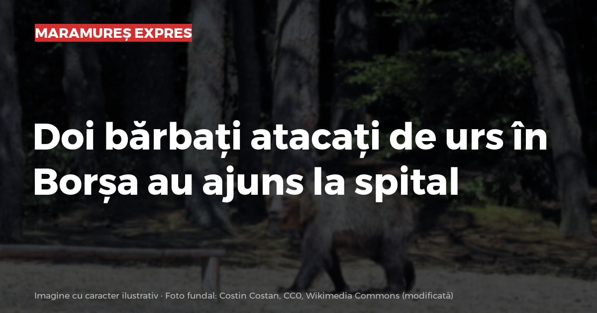 Doi bărbați atacați de urs în Borșa au ajuns la spital