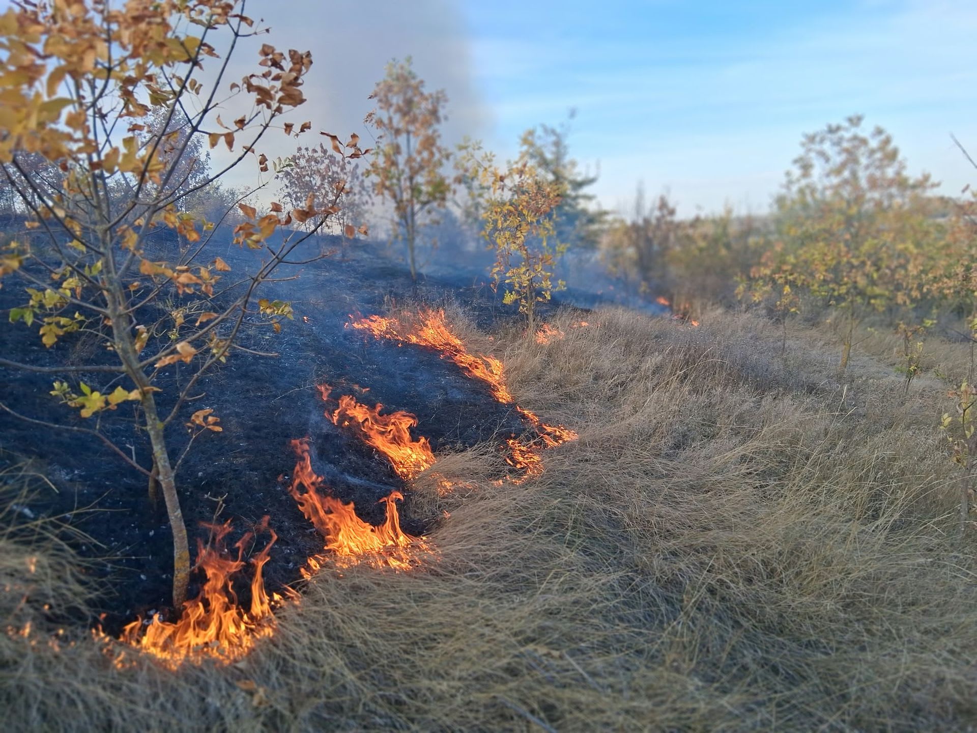 Un incendiu de vegetație uscată a afectat trei hectare în Bârlad pe 7 octombrie