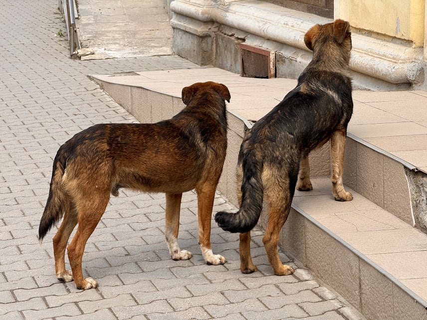 Câini fără stăpân în oraș