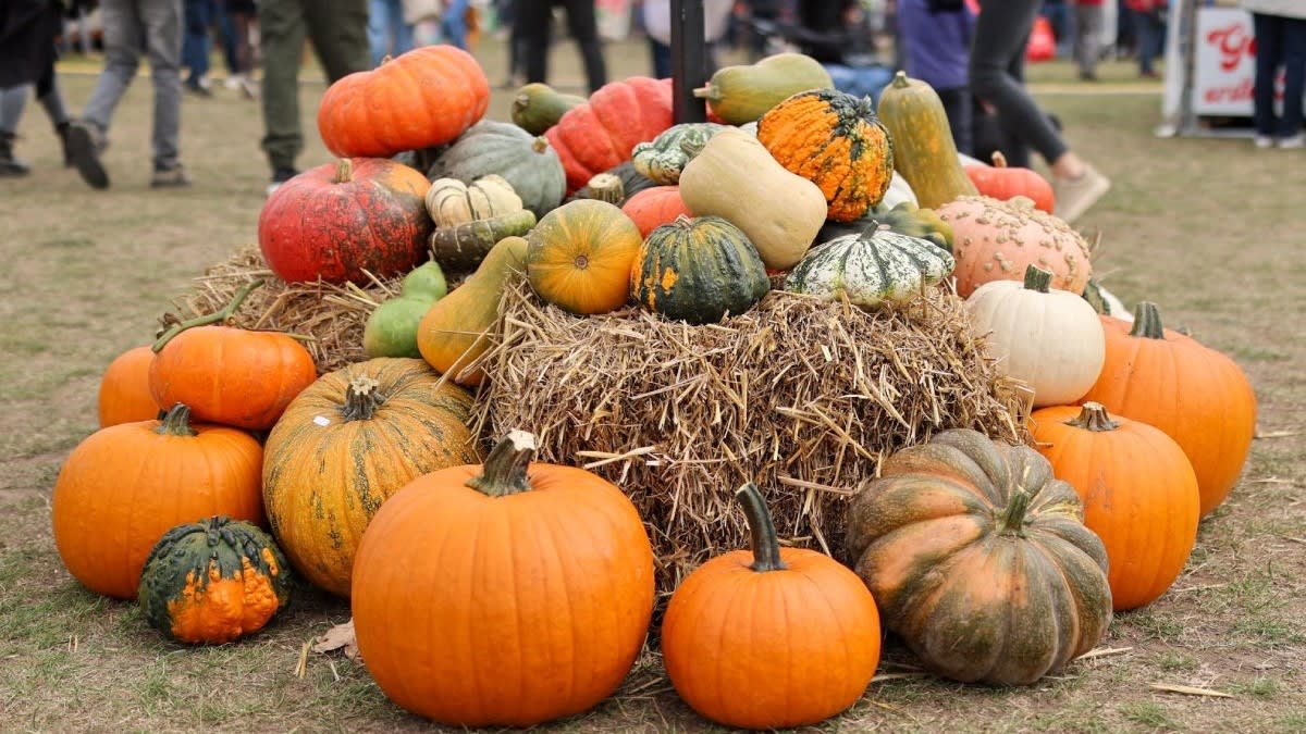 Dovleci pentru Halloween și plăcinte la Lidl