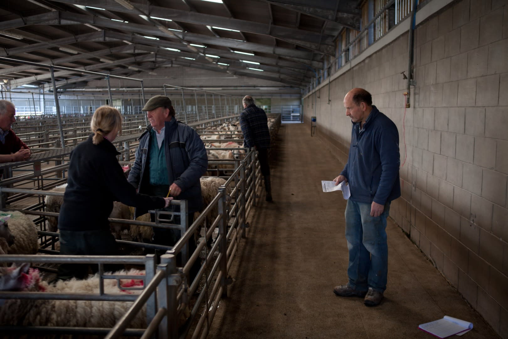 Inspectorii veterinari din Brăila au aplicat sancțiuni și au monitorizat animalele la ferme și magazine