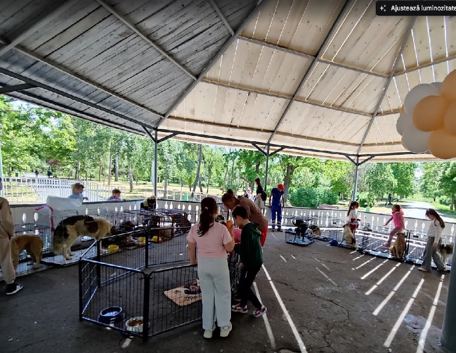 Câini disponibili pentru adopție Câini disponibili pentru adopție