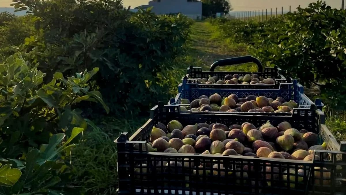 Un fermier din Teleorman a plantat 40 de hectare de pomi cu potențial ridicat de venit