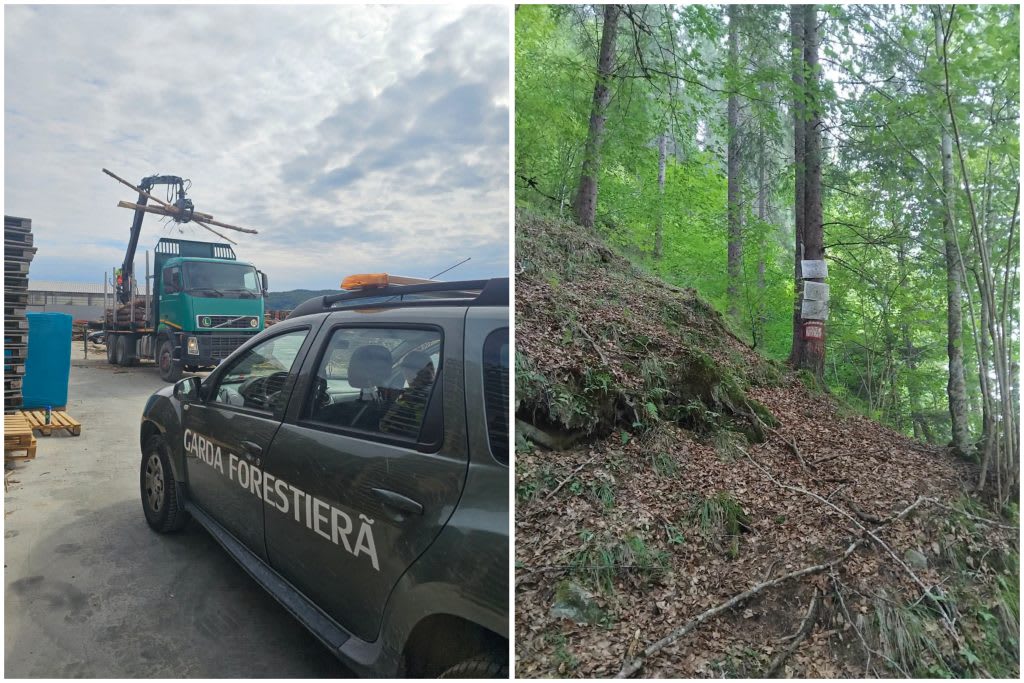 Garda Forestieră în acțiune, verificări silvice