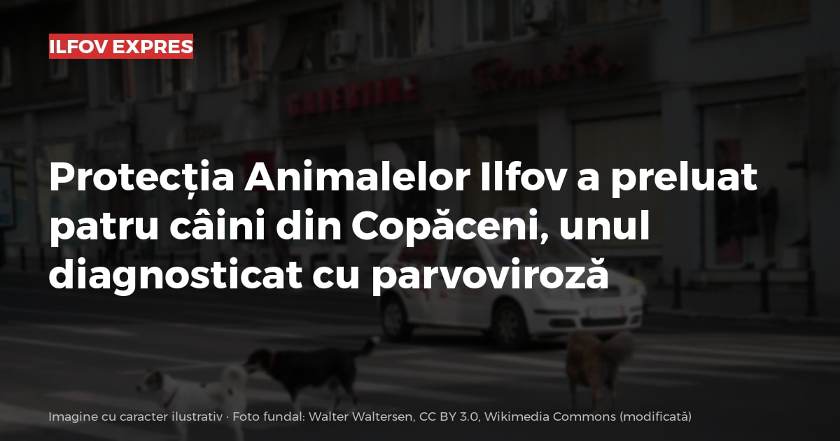 Imagine cu caracter ilustrativ