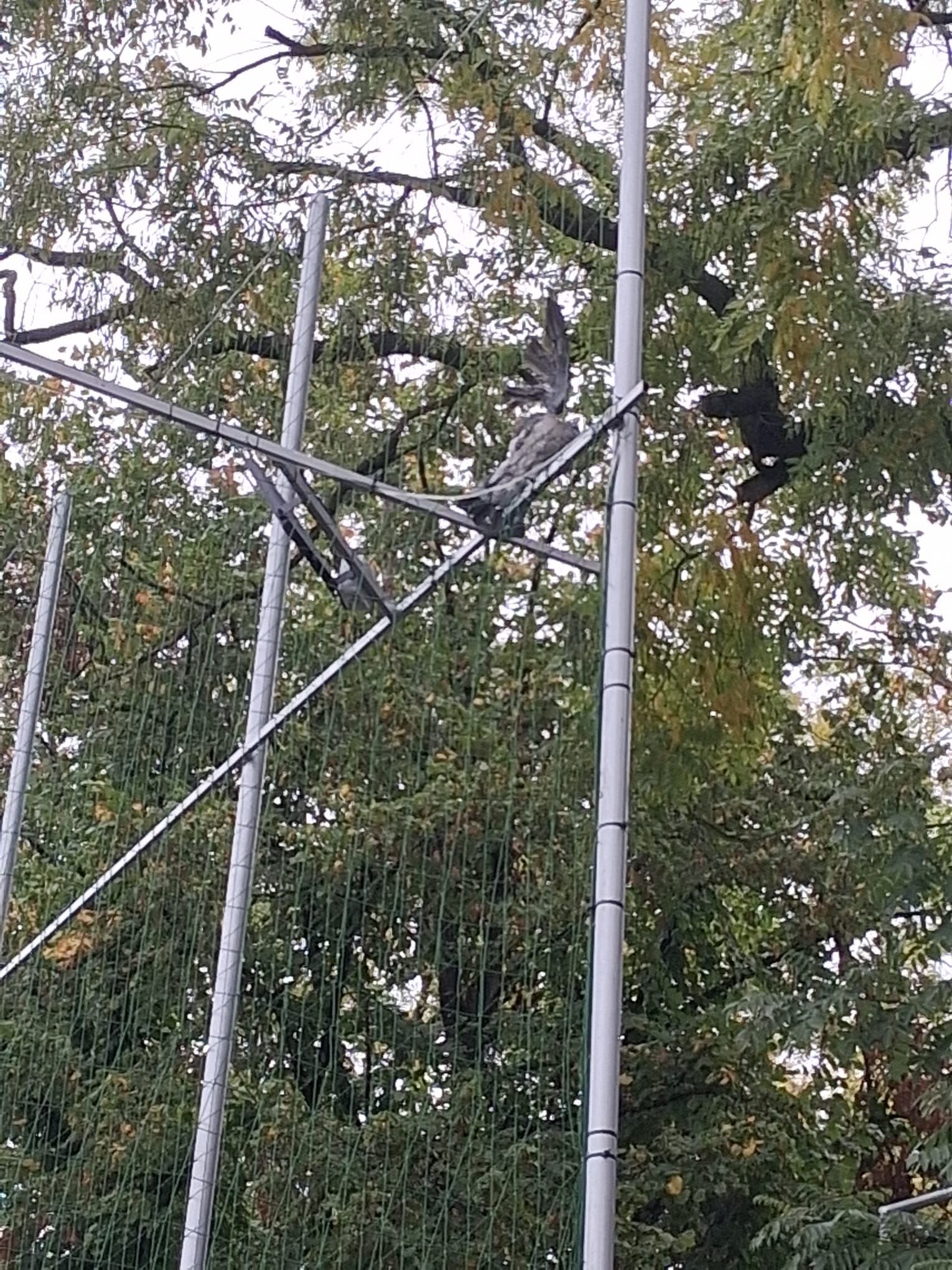 Foto: ISU Călărași