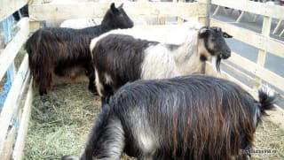 Întâlnire DSVSA cu crescători de ovine și caprine