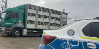 transport porci camion DSVSA control