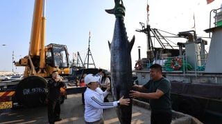 macrou spaniol uriaș capturat de pescari