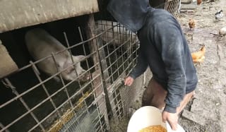 ferma de porci din Buzău