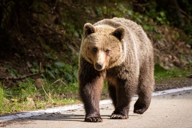 O turistă din Ucraina, atacată de urs pe Transfăgărășan în cursul serii