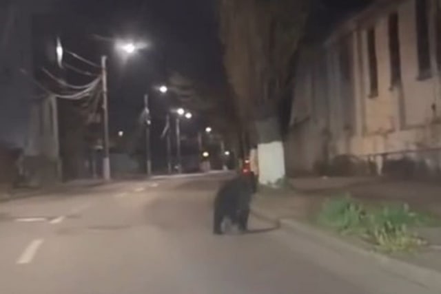 Patrule anti-urși în Câmpina după aparițiile frecvente ale animalelor pe străzi