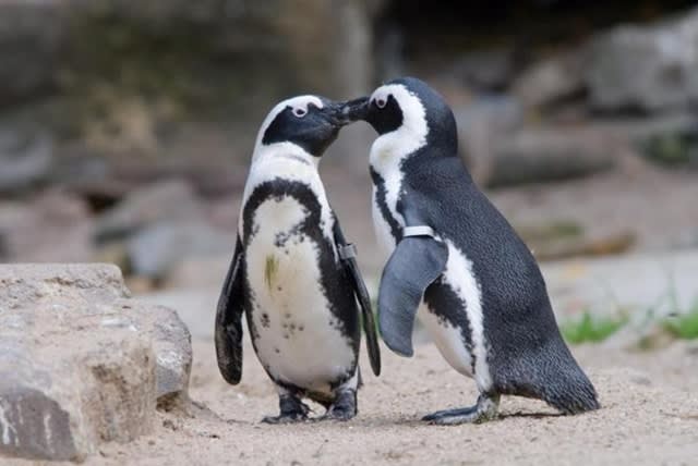 Ziua Mondială a Pinguinului, sărbătorită la Zoo Brașov